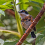 Malawi Batis (image by Pete Morris)