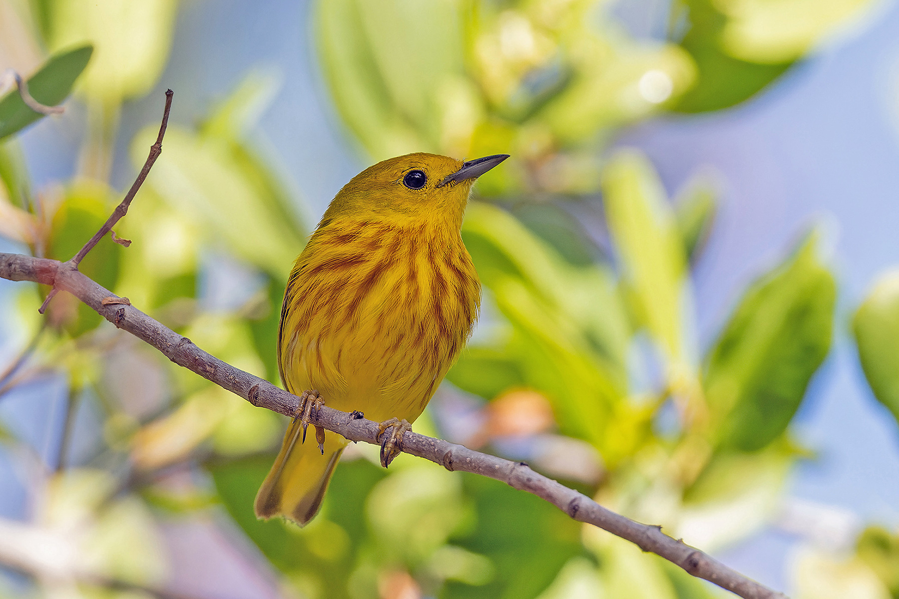 Mangrove Warbler (image by Pete Morris)