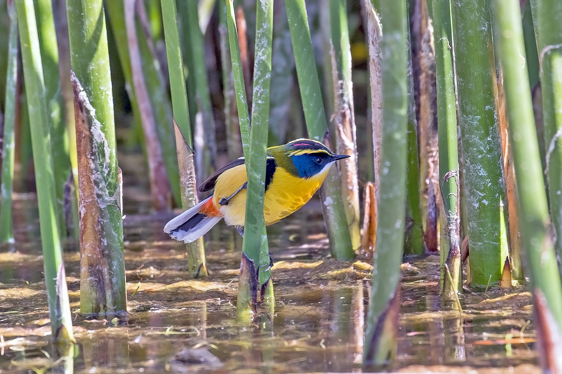 Many-coloured Rush Tyrant (image by Pete Morris)