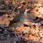 Masked Antpitta (image by Leo Garrigues)