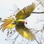 Military Macaw (image by János Oláh)