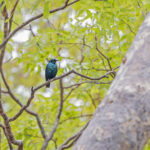 Miombo Blue-eared Starling (image by Pete Morris)