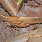 Miombo Leaf-litter Grasshopper (image by Pete Morris)