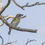 Miombo Pied Barbet (image by Pete Morris)