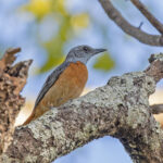 Miombo Rock Thrush (image by Pete Morris)