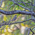 Miombo Scrub Robin (image by Pete Morris)