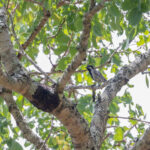 Miombo Tit (image by Pete Morris)