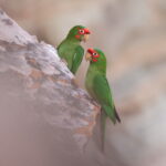 Mitred Parakeet (image by János Oláh)