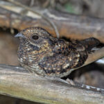 Montane Nightjar (image by Pete Morris)