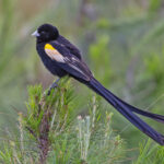 Montane Widowbird (image by Pete Morris)