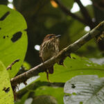 Lanceolated Monklet (image by Leonardo Garrigues)