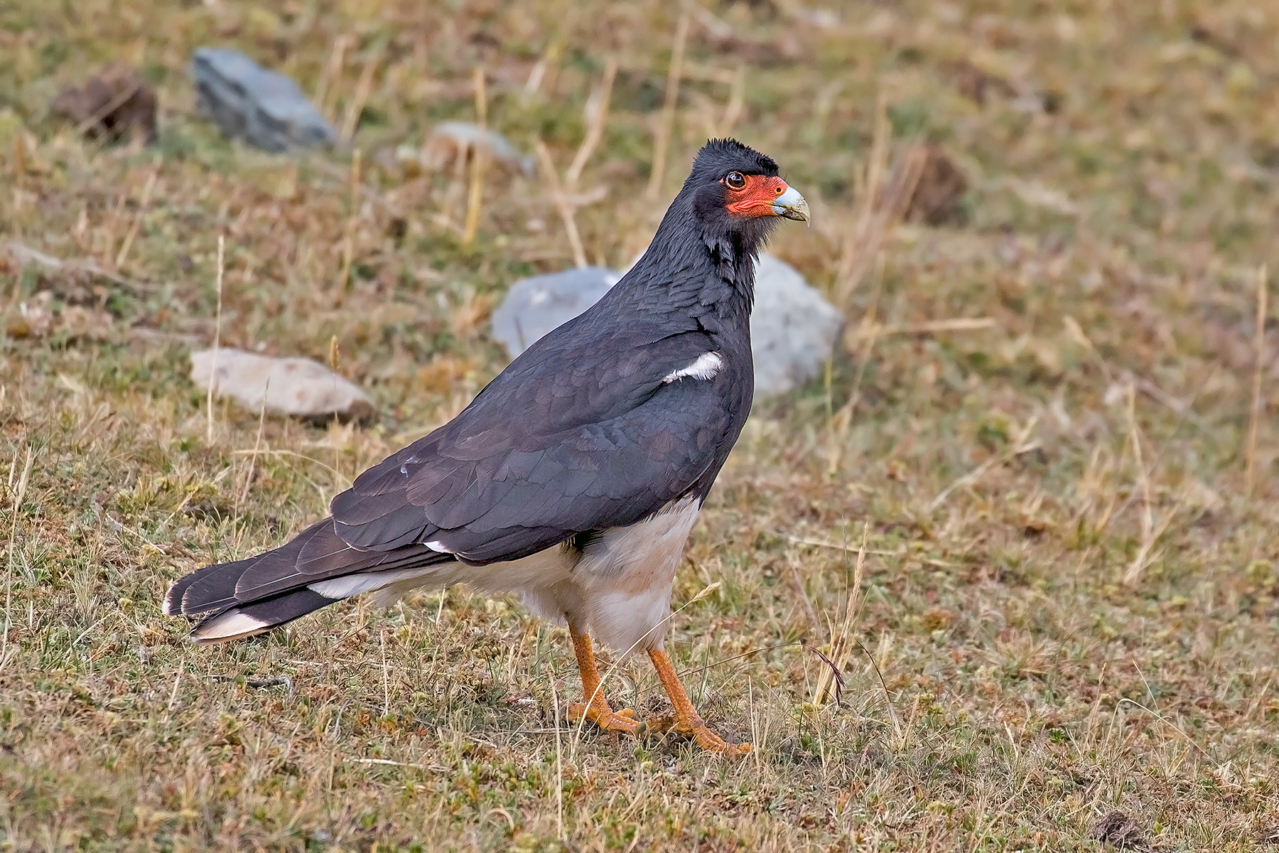 Mountain Caracara (image by Pete Morris)