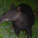 Mountain Tapir (image by Leonardo Garrigues)