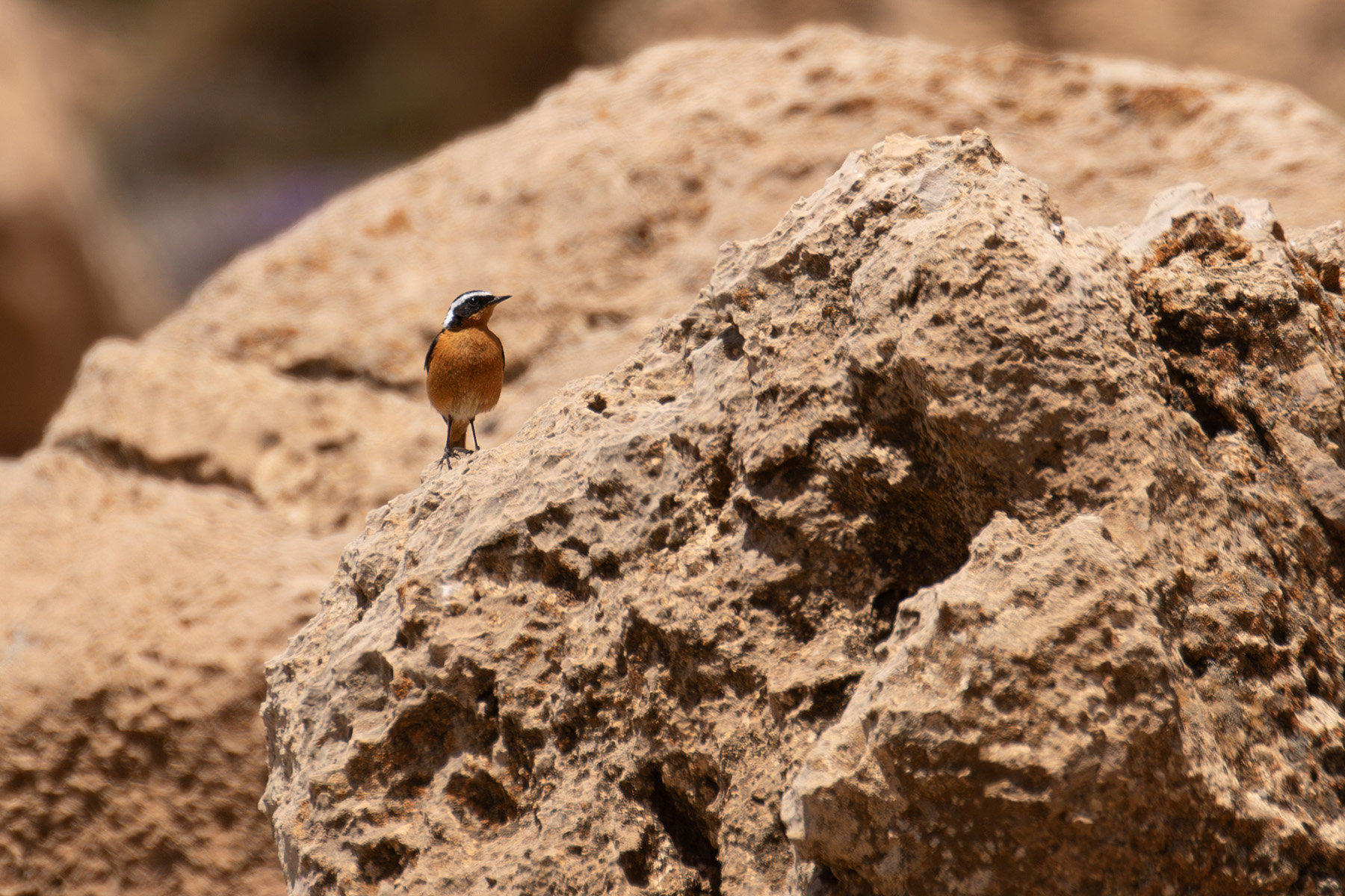 Moussier's Redstart (image by Diedert Koppenol)