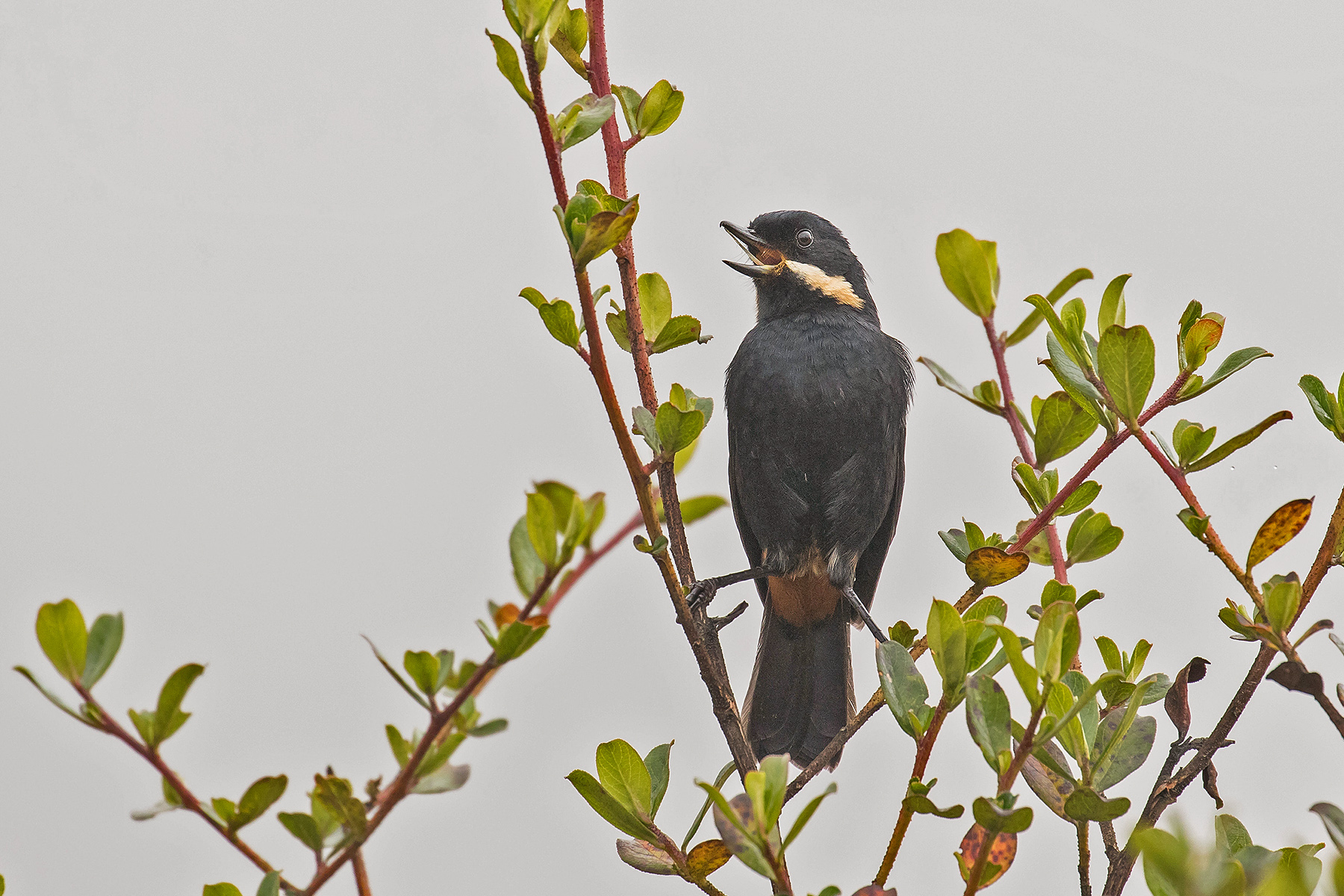 Moustached Flowerpiercer (image by Pete Morris)