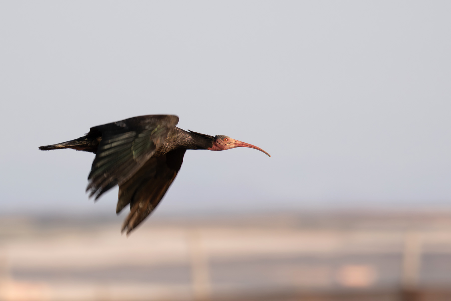 Northern Bald Ibis (image by Diedert Koppenol)
