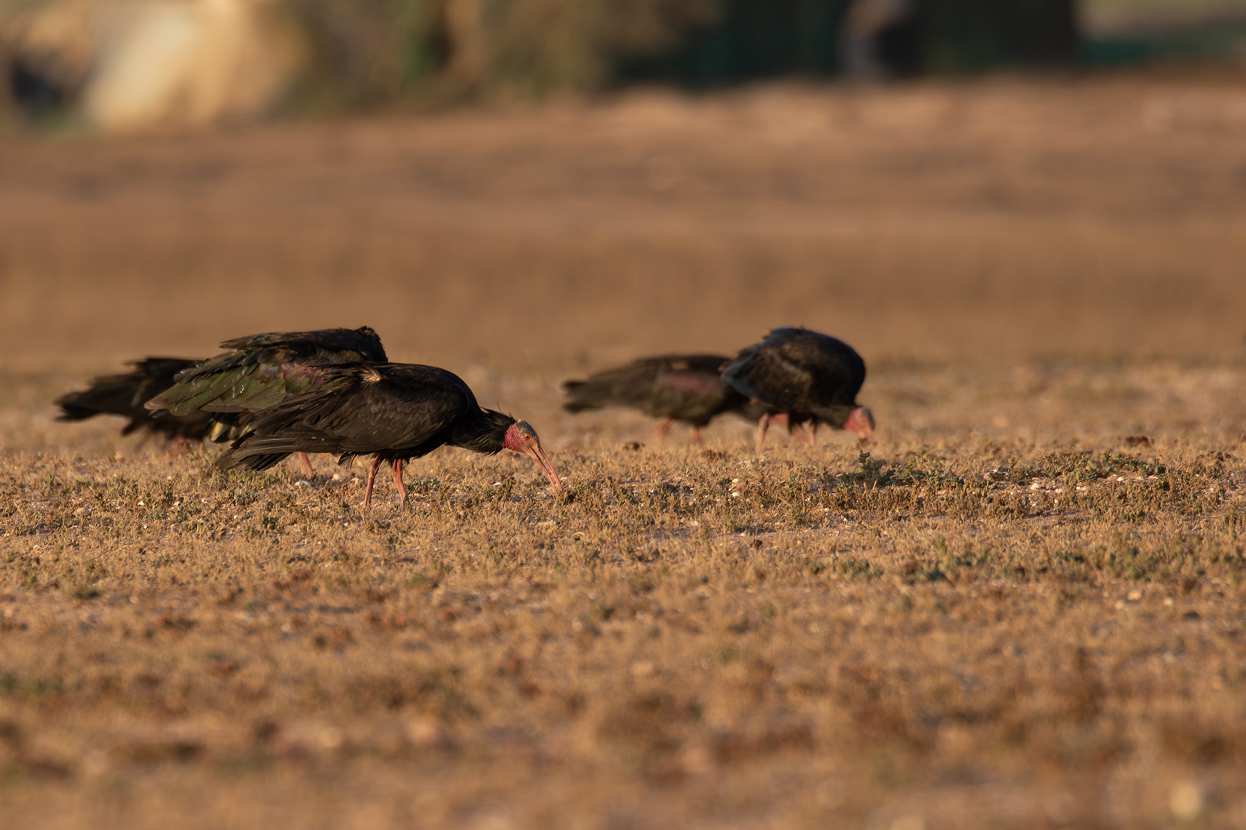 Northern Bald Ibis (image by Diedert Koppenol)