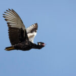 Northern Black Korhaan (image by Simon Mitchell)