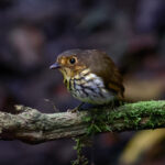 Ochre-breasted Antpitta (image by Leonardo Garrigues)