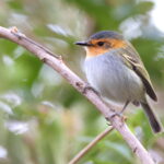 Ochre-faced Tody-Tyrant (image by János Oláh)