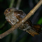 Oilbird (image by Leonardo Garrigues)