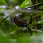 Olive Finch (image by Leonardo Garrigues)
