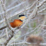 Olive-crowned Crescentchest (image by János Oláh)