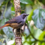 Olive-flanked Ground Robin (image by Pete Morris)