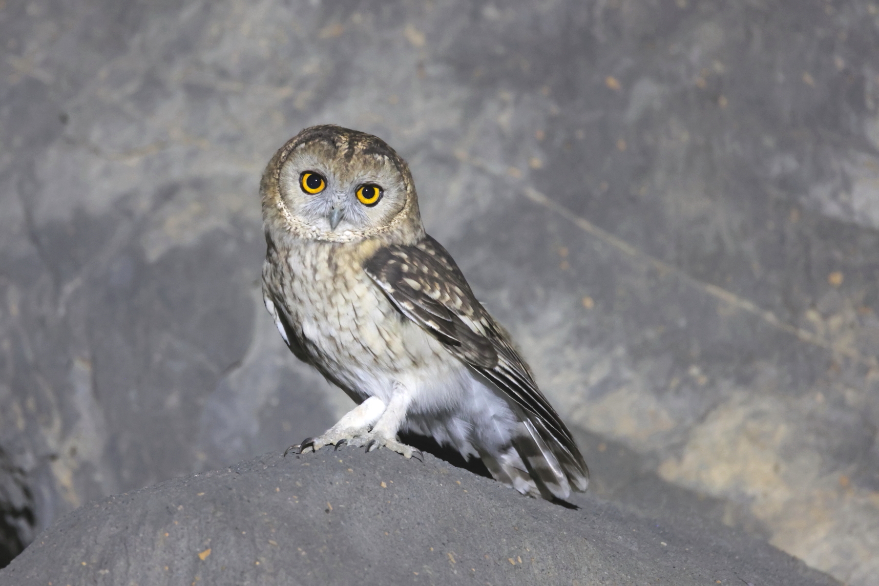 Omani Owl (image by János Oláh)
