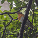 Orange Ground Thrush (image by Pete Morris)