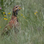 Orange River Francolin (image by Simon Mitchell)