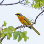 Orange-breasted Bushshrike (image by Pete Morris)
