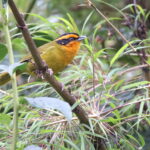 Orange-browed Hemispingus (image by János Oláh)