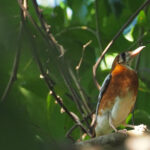 Orange-sided Thrush on Damar (image by Mark Van Beirs)