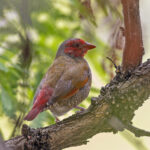 Orange-winged Pytilia (image by Pete Morris)