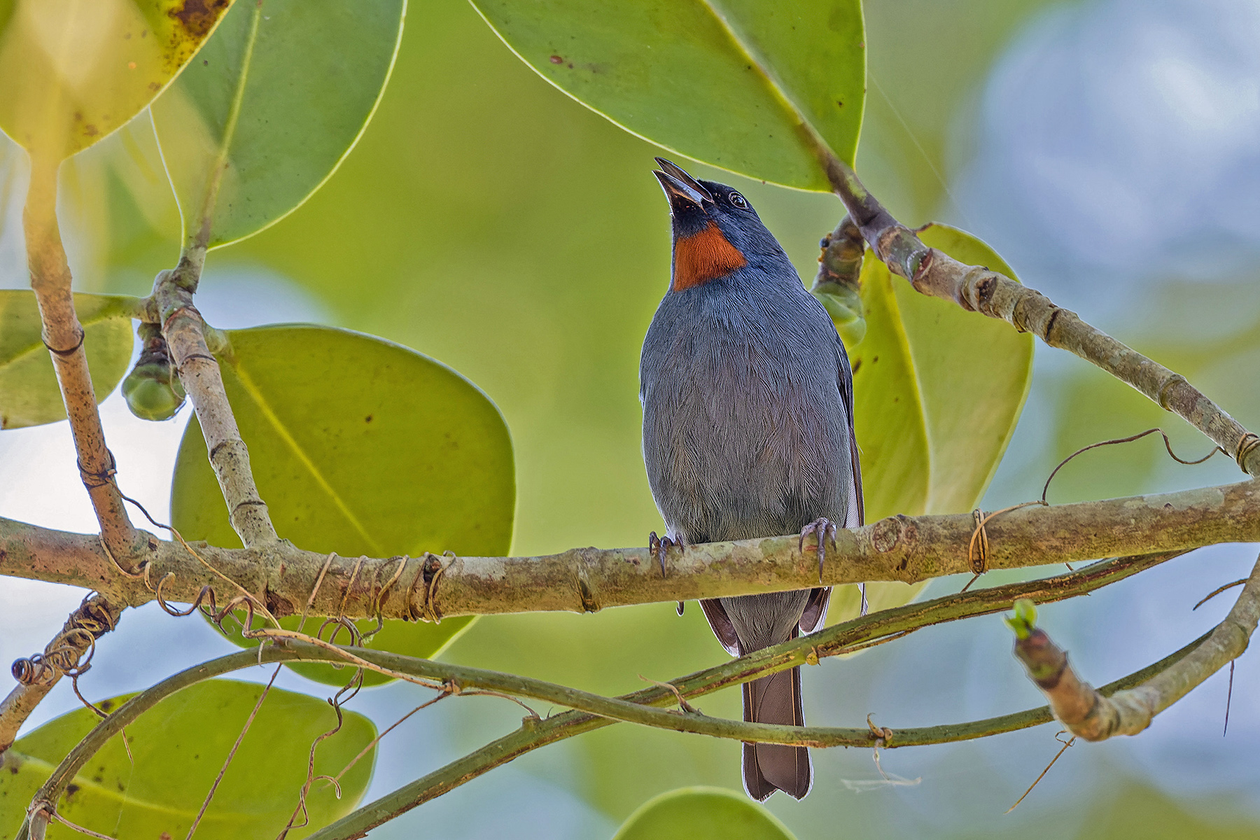 Orangequit (image by Pete Morris)