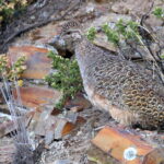 Ornate Tinamou (image by János Oláh)