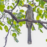 Pale-billed Hornbill (image by Pete Morris)