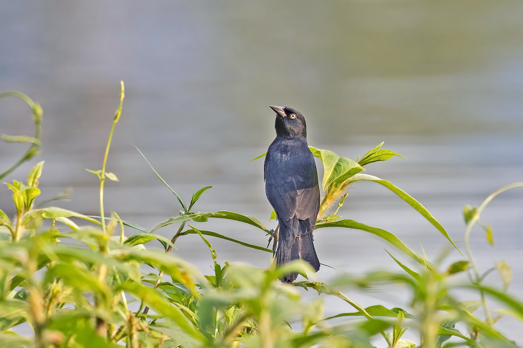 Pale-eyed Blackbird (image by Pete Morris)