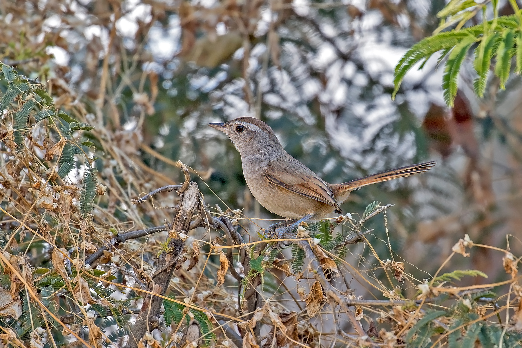 Pale-tailed Canastero (image by Pete Morris)