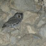 Pallid Scops Owl (image by John Oates)