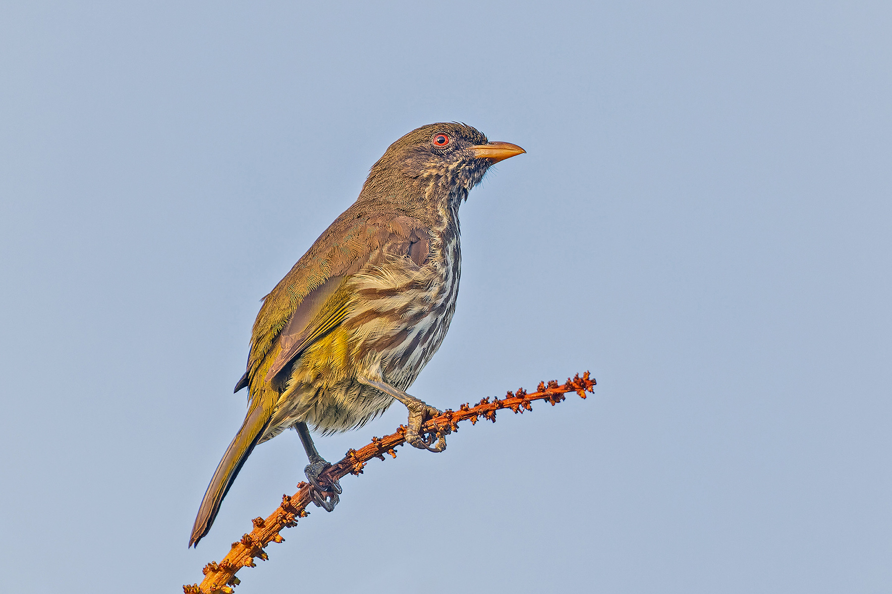 Palm Chat (image by Pete Morris)