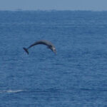 Pantropical Spotted Dolphin (image by Craig Robson)