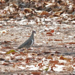 Partridge Pigeon (image by Richard Drew)