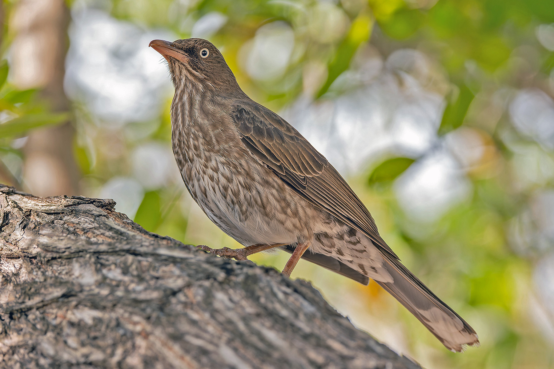 Pearly-eyed Thrasher (image by Pete Morris)