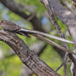 Pennant-winged Nightjar (image by Pete Morris)