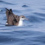 Persian Shearwater (image by Hannu Jännes)