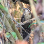 Pheasant Cuckoo (image by János Oláh)