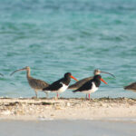 Pied Oystercatchers and Far Eastern Curlews (image by Craig Robson)