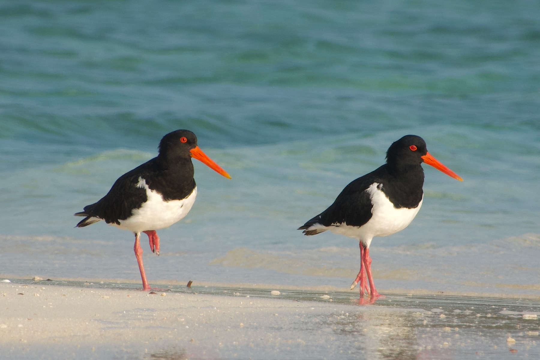 Pied Oystercatchers (image by Craig Robson)